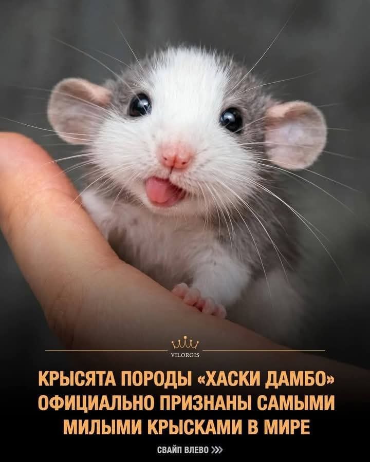 :) ����� ������ ������ ����� �������� ������ �������� ����� � ���������� �������, ������� ����� ...