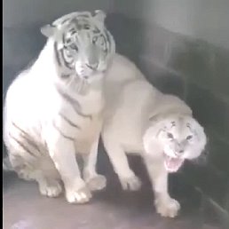 ��� ��� � ����� ������.