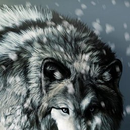 �����, �����������, 41 ���