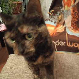 �������, ������������, 43 ����