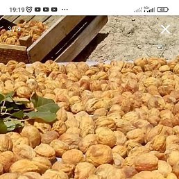 ����, �����-���������, 36 ���