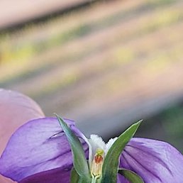 Oksana, ����������, 55 ���