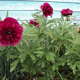 ���� ��������, ����� - ��������� 4 ���� 2026