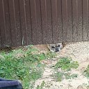 ���� ������, �������, 68 ��� - ��������� 9 �������� 2025 � ������ ������ ��������