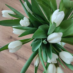 �����, ��������, 51 ���