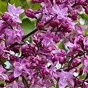 ���� �������, ������, 52 ���� - ��������� 2 ���� 2024 � ������ ���� ����������