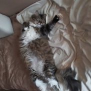 , 21 , 