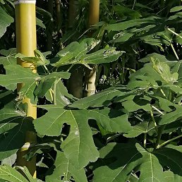 �����, �������, 44 ����