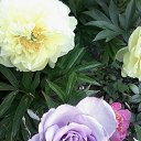 ���� ������ - (�� ��������), ����-����������� - ��������� 3 ����� 2026 � ������ ������������