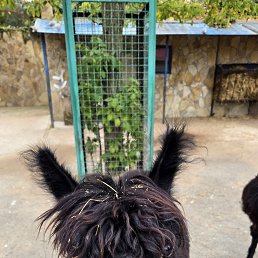 ���� �����, ������������, 37 ��� - ��������� 18 ������ 2026