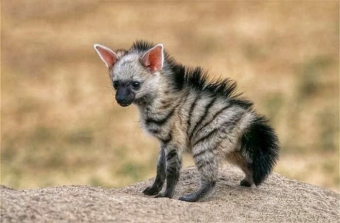 eo o pae  ceec eo. ee e opoae p o pa o. ... - 6