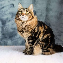 Srthetjyjyjm, �����