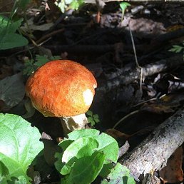 �������, ��������, 63 ����