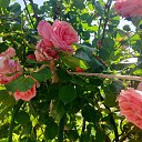  , , 67  -  26  2025     !!!