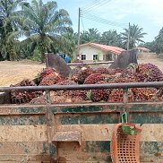 Vitalis Idar, 55 , -