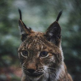 ����, ���������, 48 ���