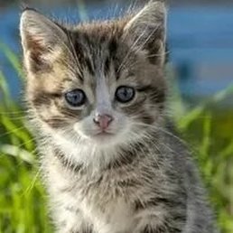 �����, ������, 34 ����