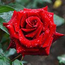 ���� Aleksandr, �����������, 64 ���� - ��������� 12 ���� 2026 � ������ ���� ����������