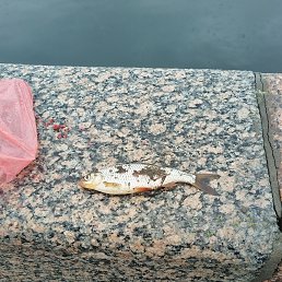  , -, 42  -  10  2025