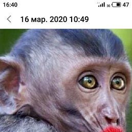 ���, ������, 55 ���