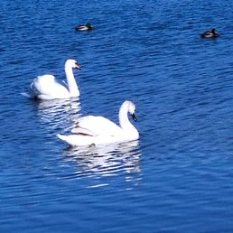 ����, ������, 66 ���