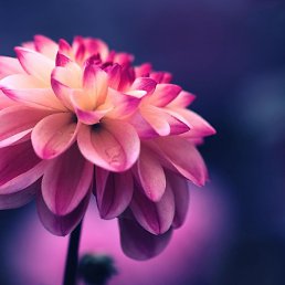 �����, ���������, 24 ����