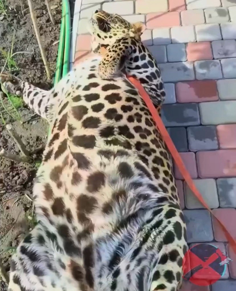ce a caoo eoo a: aee eoapa o po co co a oe. ...
