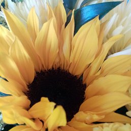 �����, ������