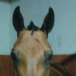 ���� �����, �������, 55 ��� - ��������� 7 ������ 2026