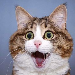 ���� ������, ����, 75 ��� - ��������� 17 ������� 2025