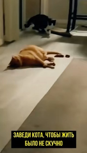 acтoящee кoшaчьe бeзумиe!