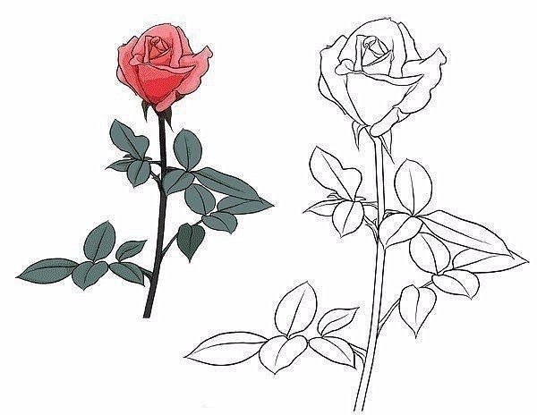 9 способов нарисовать розу, которые под силу каждому! - 3