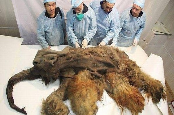 Туша мамонта возрастом 39000 лет. Ученые говорят, что он настолько хорошо сохранился, что его мозг ...