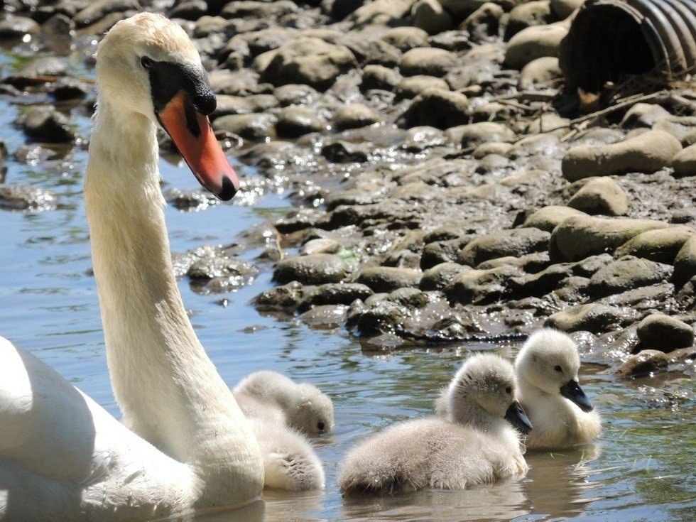     .   (Abbotsbury Swannery)   ... - 7