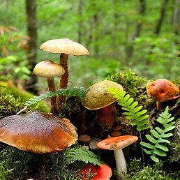 ����, ������