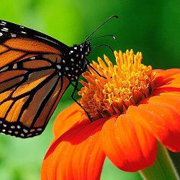 ����, �����������, 62 ����