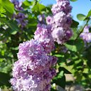 ���� �������, �����, 62 ���� - ��������� 5 ��� 2025