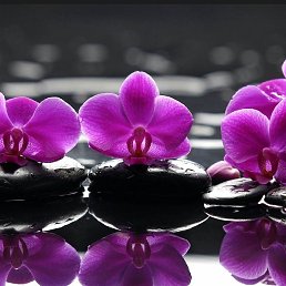 �����, ���������