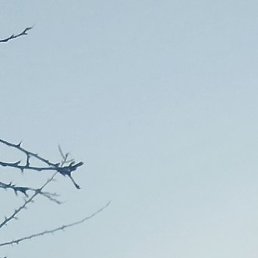 �����, ���������, 40 ���