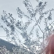 , 33 , 