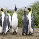 ���� ������� �������, �����, 26 ��� - ��������� 14 �������� 2025