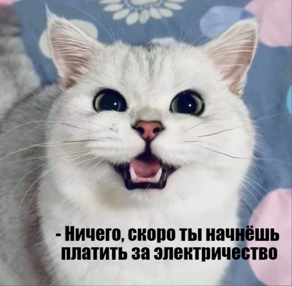 Без кота и жизнь не та - 19 сентября 2025 в 21:10 - 2