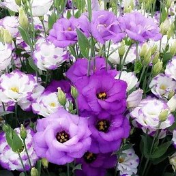 ������� �., ���������, 54 ����