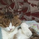 ���� ������� �������, ���������, 41 ��� - ��������� 17 ������� 2024