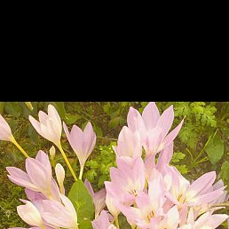 �����, ������, 36 ���