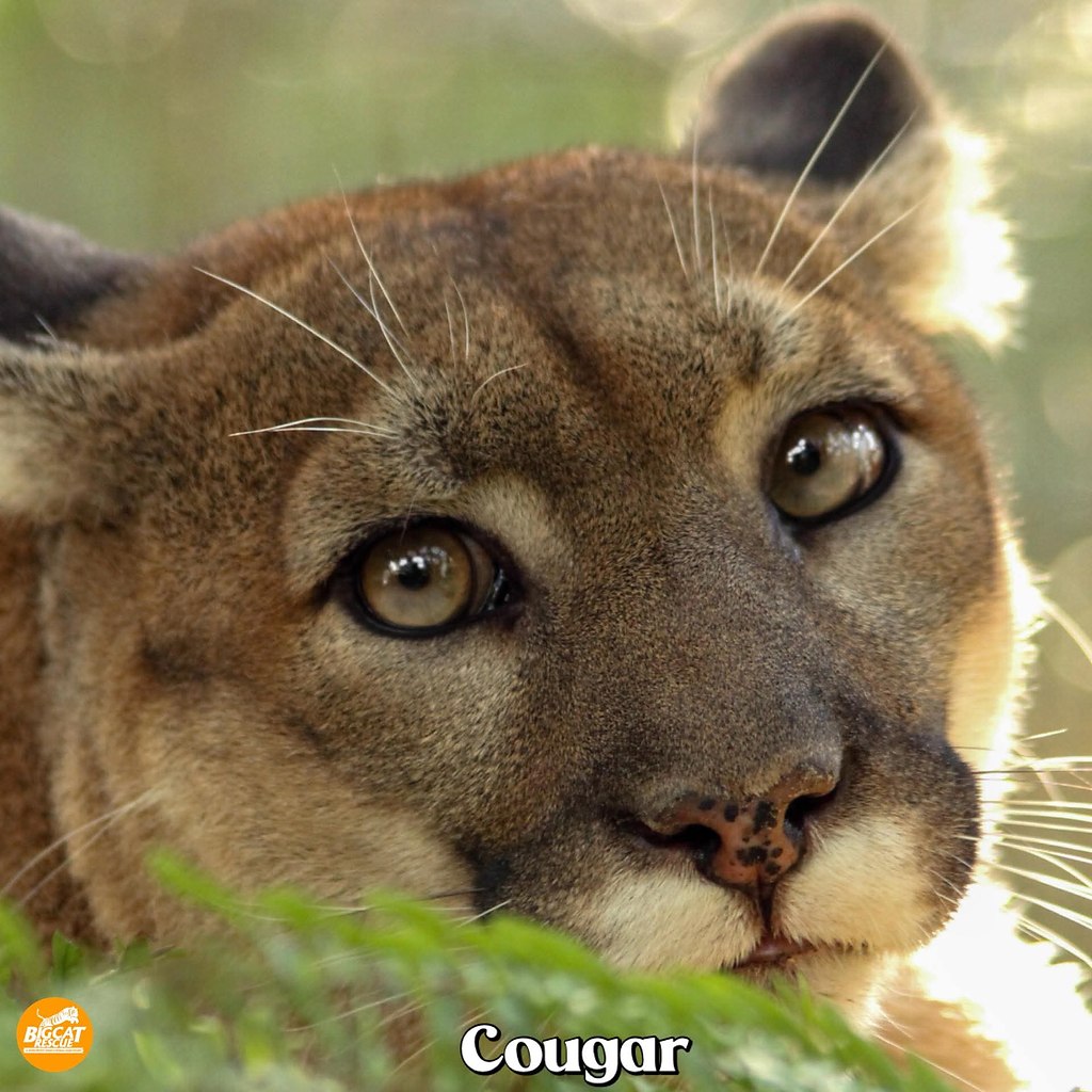:)    Pougar Species!  (Puma concolor)       ...