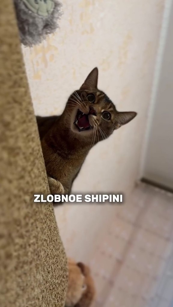 -    )