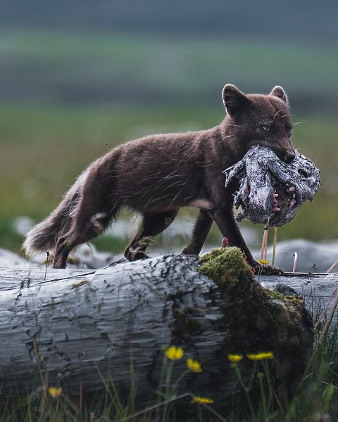  . ,    ,       ... - 8