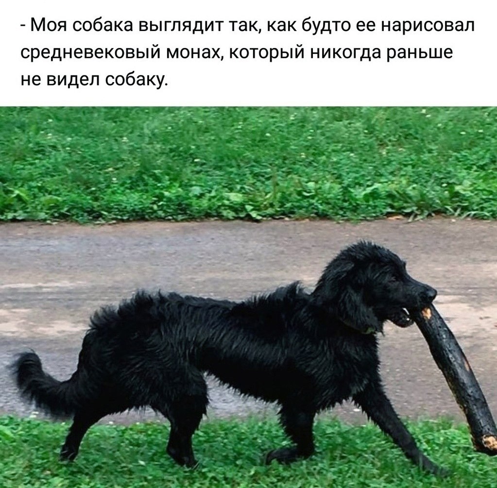 Can you look my dog. Средневековые собаки Мем. Собаки helsdogs. No собака. Собаки точно быстрые.