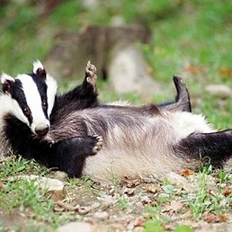 ������, �����������, 39 ���